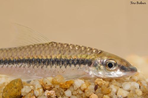 Labeoninae