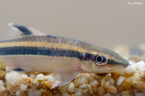 Epalzeorhynchos kalopterum