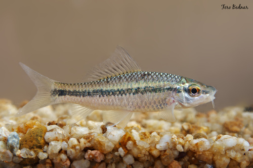 Labeoninae