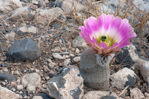 Spiny Hedgehog Cactus