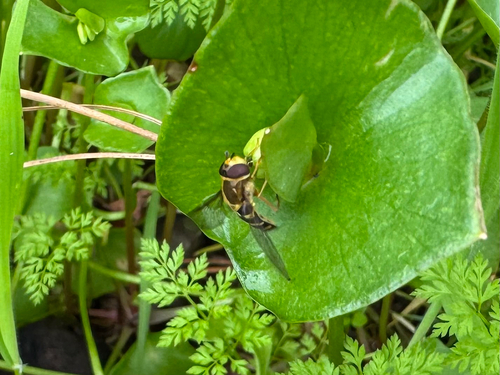 Unknown species found near Upper Park Rd, Chico, CA, US