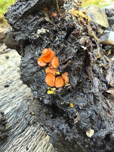 iNaturalist observation photo of Eyelash cups