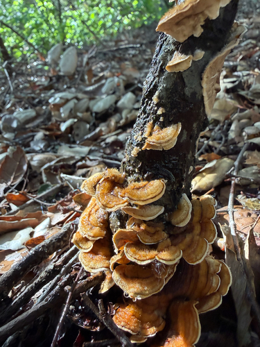 iNaturalist observation photo of hairy curtain crust