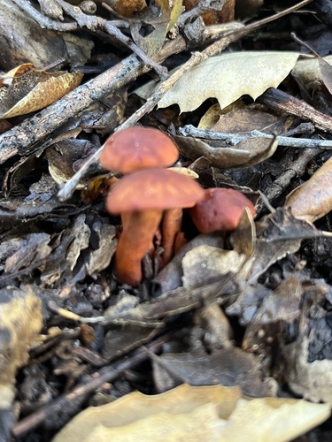 iNaturalist observation photo of Common Milkcaps