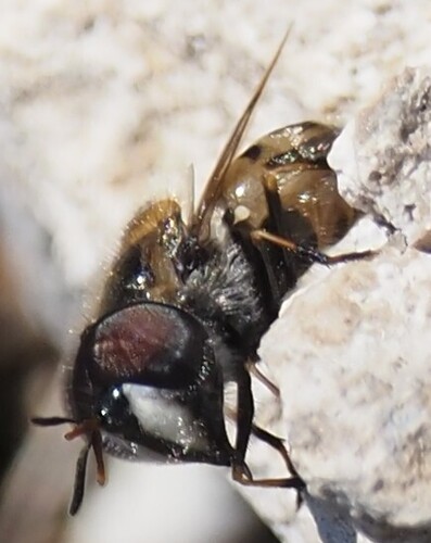 Unknown species found near Williamson County, TX, USA