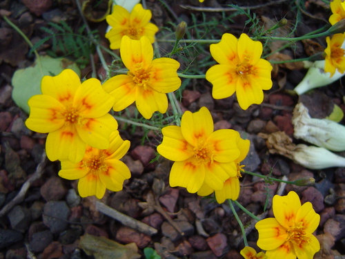Red-crescent marigold