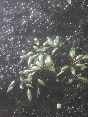 iNaturalist observation photo of diverse-leaved pondweed