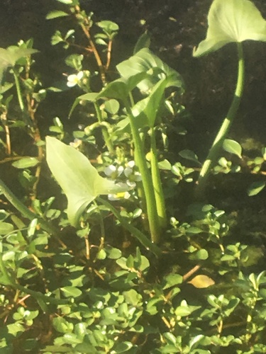 iNaturalist observation photo of Water-Plantain family