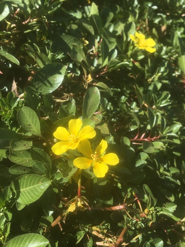 iNaturalist observation photo of Ludwigia peploides ssp. peploides