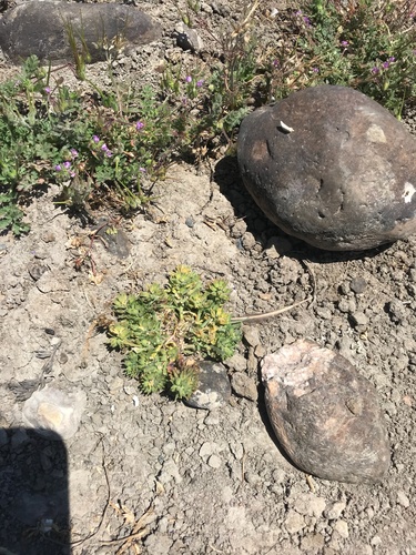 iNaturalist observation photo of Dwarf Peppergrass