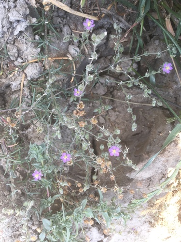 iNaturalist observation photo of Red Sand Spurrey