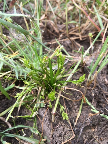 iNaturalist observation photo of flowering-quillwort