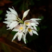 Oreorchis fargesii - Photo (c) Maggie Yeh, כל הזכויות שמורות, הועלה על ידי Maggie Yeh