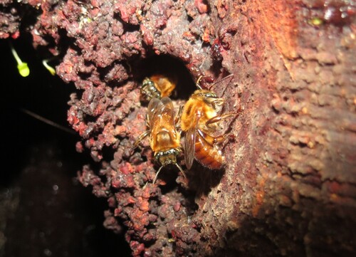 Melipona crinita