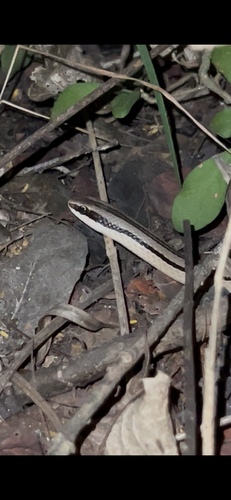 Striped Road Guarder (Conophis vittatus)