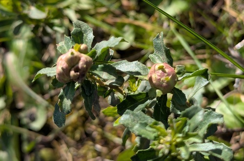 Unknown species found near Santa Clara County, US-CA, US