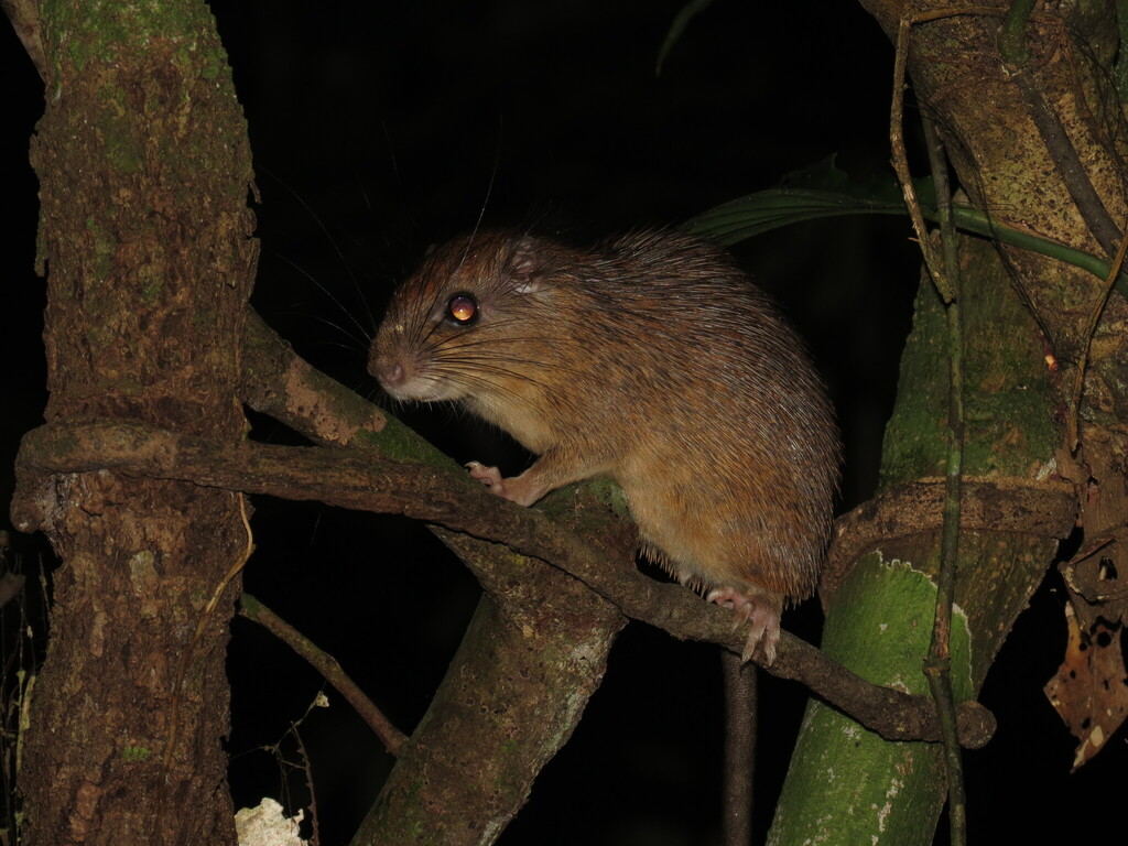 Ferreira's Spiny Tree Rat in February 2026 by Cade · iNaturalist