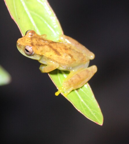 Cassilandia Tree Frog