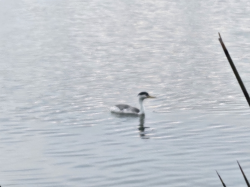 iNaturalist observation photo of Clark's Grebe