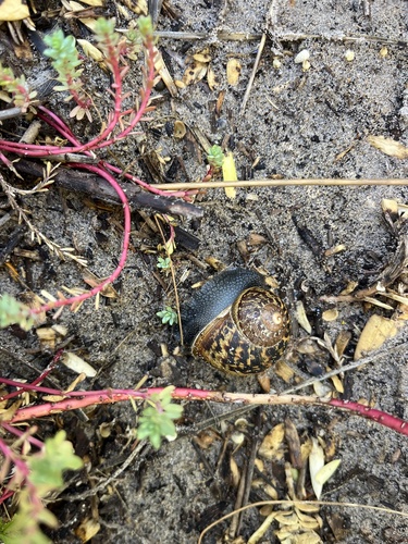 Cornu aspersum