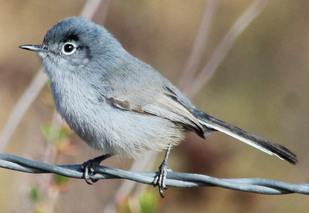 Coastal California Gnatcatcher (Polioptila californica californica)