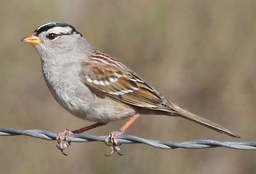 Gambel's White-crowned Sparrow (Subspecies Zonotrichia leucophrys ...