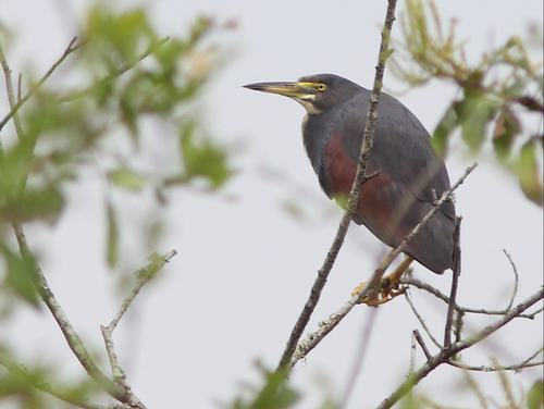 Rufous-bellied Heron