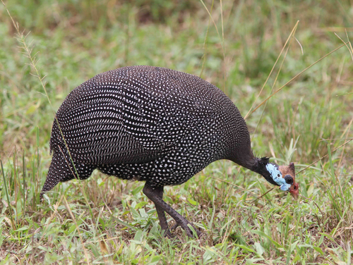 Saharan Helmeted Guineafowl (Subspecies Numida meleagris meleagris ...