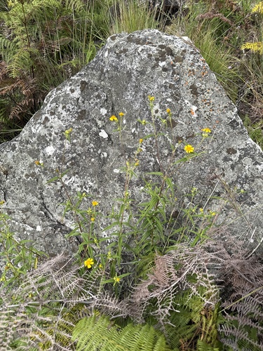 Aspilia angolensis