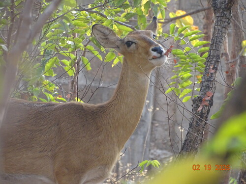 Kob