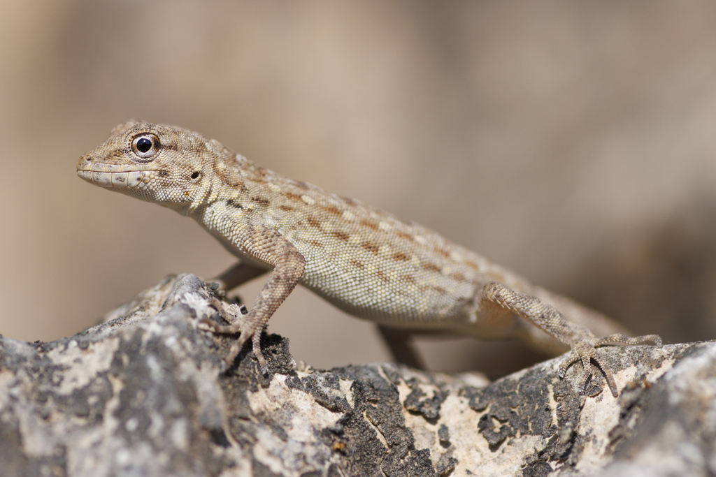 Guweira Semaphore Gecko (Pristurus guweirensis)