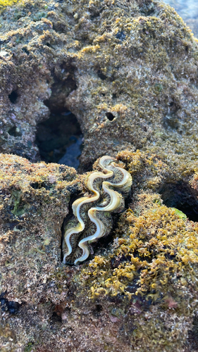 Tridacna noae