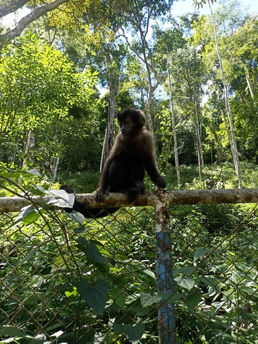 Black capuchin