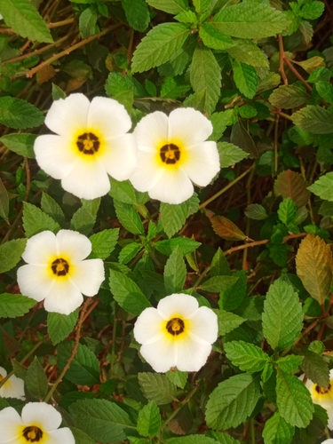 Cuban Buttercup