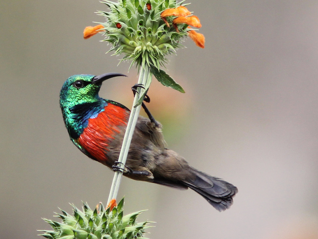 Olive-bellied Sunbird (Cinnyris chloropygius) photo