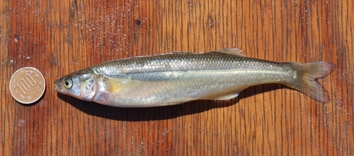 Odontesthes brevianalis · NaturaLista Mexico