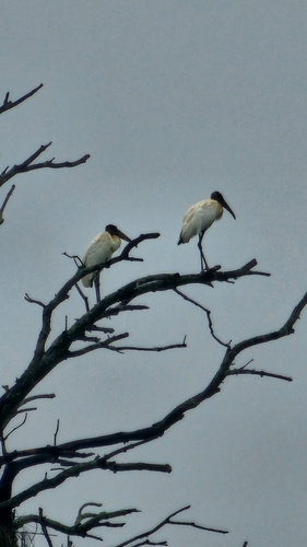 Wood Stork