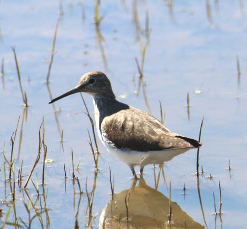 Green Sandpiper