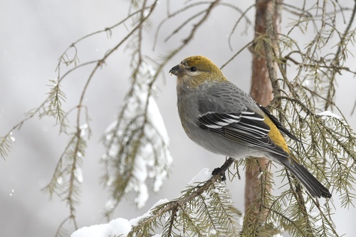 Pine Grosbeak