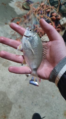 Diplodus annularis