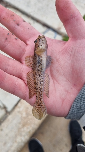 Gobius incognitus