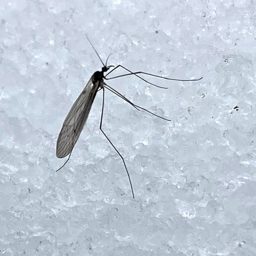 Unknown species found near Connecticut, US