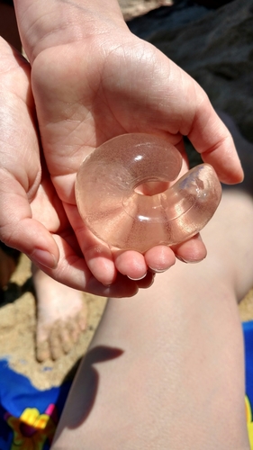 Sordid Moon Snail