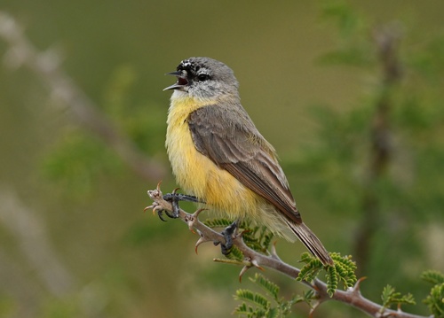Southern Penduline Tit