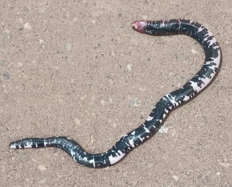 Black-and-white Worm Lizard