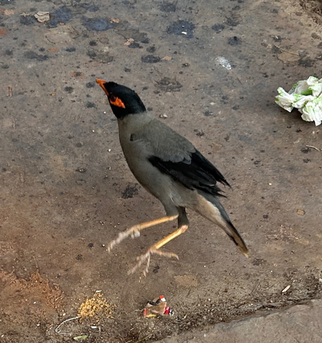 Bank Myna
