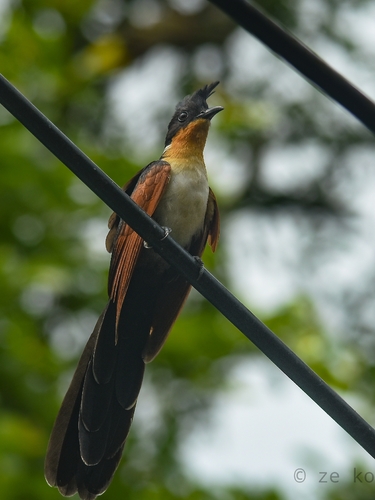 Chestnut-winged Cuckoo