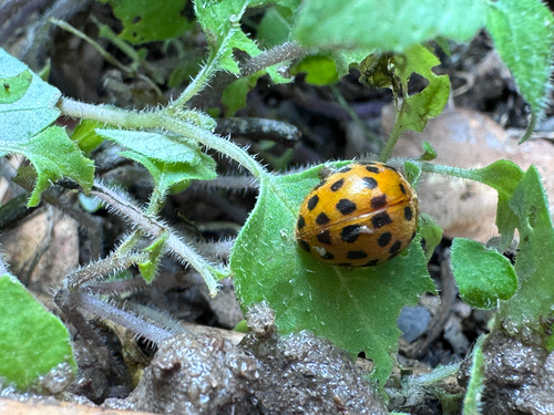 Hadda Beetle