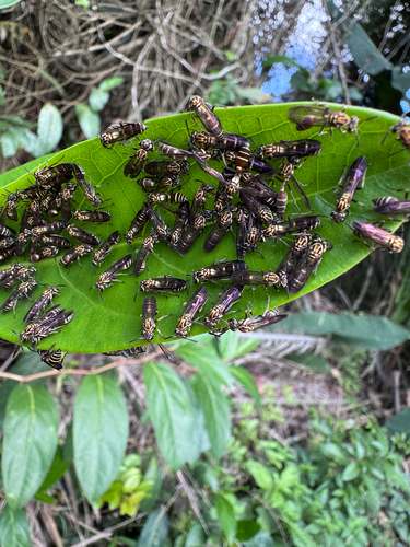Polybia bistriata
