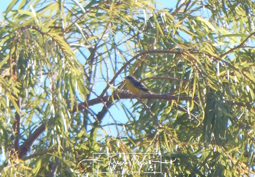 Tropical Parula